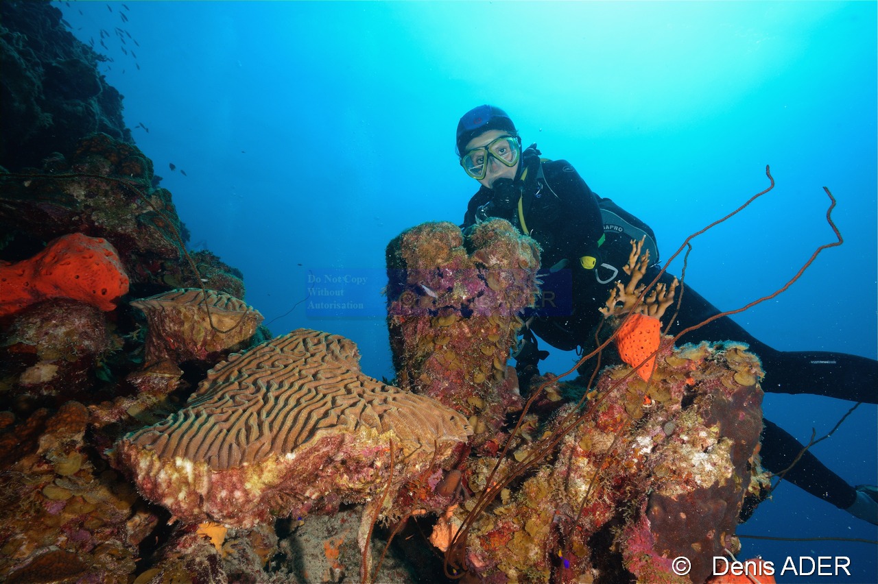 Ambiance Catherine-Bonaire South Bay-22m-20180218-Denis-ADER-DSC_6479_tn.jpg